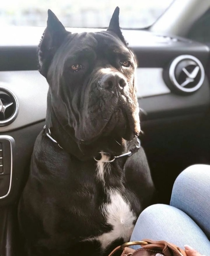 Yeni köpeğim nasıl?