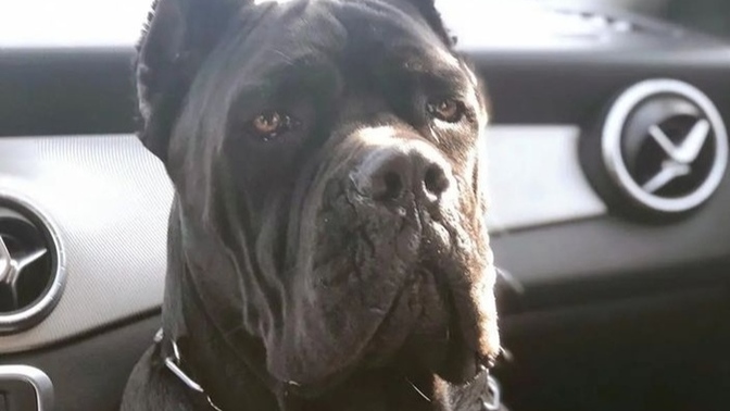 Yeni köpeğim nasıl?