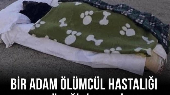 Kaç tane kedi ya da köpeğe bakıyorsun?