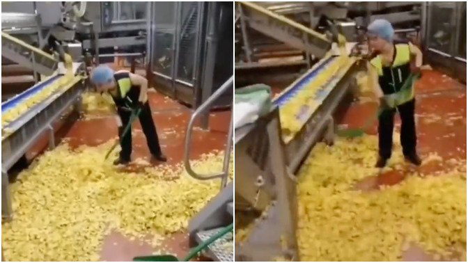 Cips üretim fabrikasında skandal görüntüler! Yerden cips topluyorlar. Cips yemeye devam edecek misiniz?