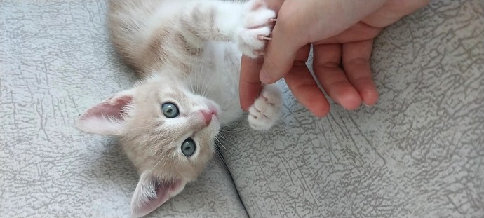 Ben bir minnoş sahiplendim nasıl, tatlı değil mi 😍?