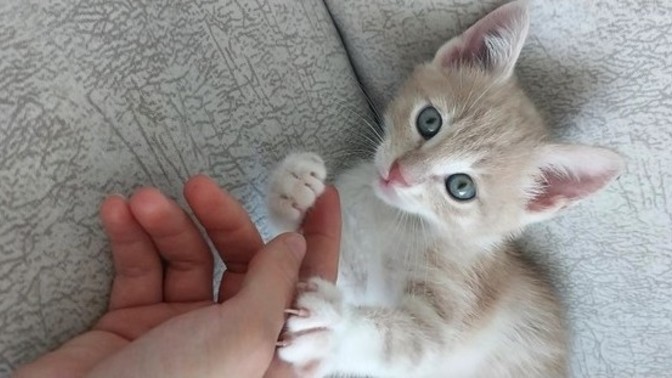 Ben bir minnoş sahiplendim nasıl, tatlı değil mi 😍?