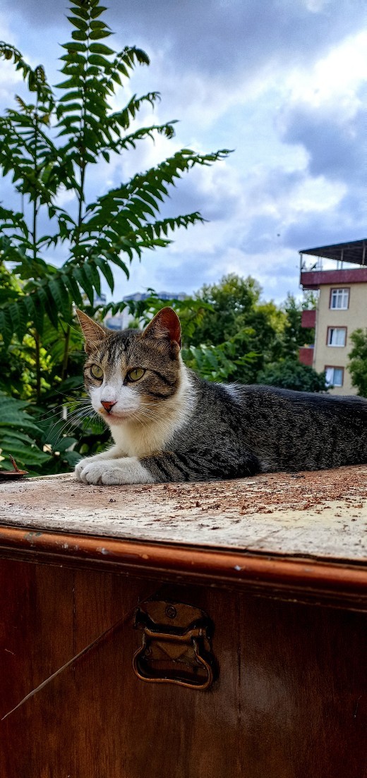 Sende kedileri gördüğün yerde fotoğraf çekmeden durabilir misin?