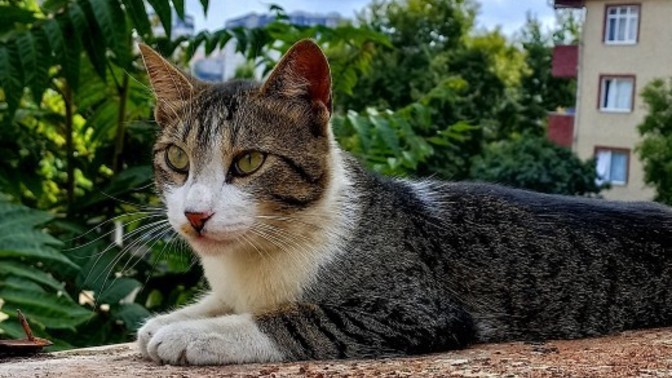 Sende kedileri gördüğün yerde fotoğraf çekmeden durabilir misin?