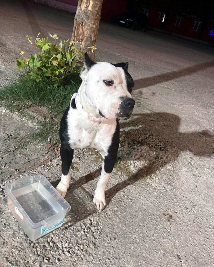 Kendisine saldıran pitbull cinsi köpeği 14 kurşunla öldüren şahıs hakkında ne düşünüyorsunuz?