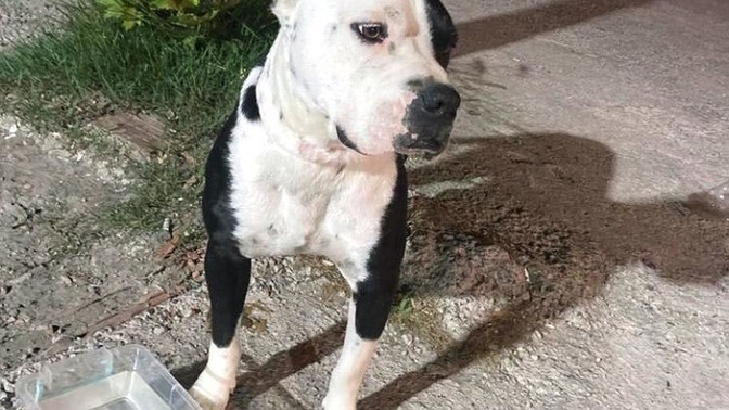 Kendisine saldıran pitbull cinsi köpeği 14 kurşunla öldüren şahıs hakkında ne düşünüyorsunuz?