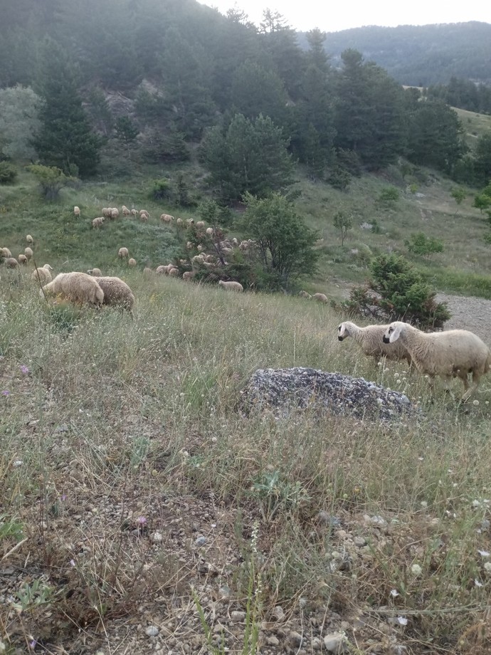 Sabahın bu en güzel saatlerinde uyanma sebebiniz nedir?