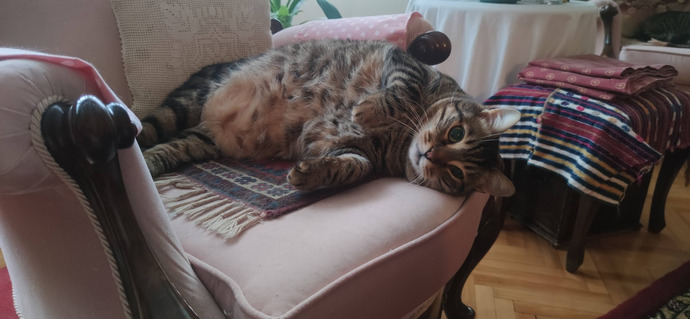 2 yaşındaki kedim 5 kg oldu, kilosu normal mi?