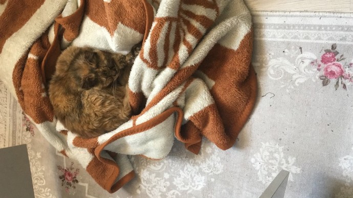 2 yaşındaki kedim 5 kg oldu, kilosu normal mi?