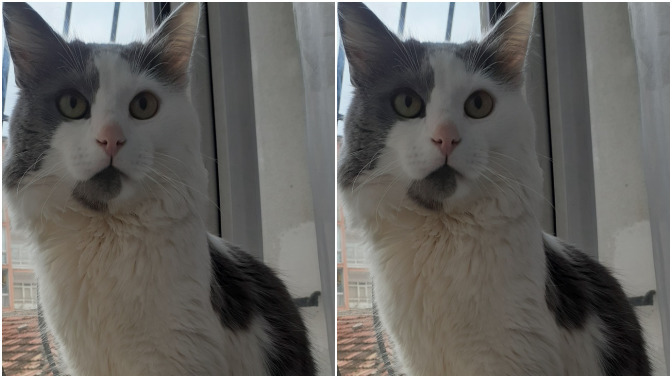 2 yaşındaki kedim 5 kg oldu, kilosu normal mi?