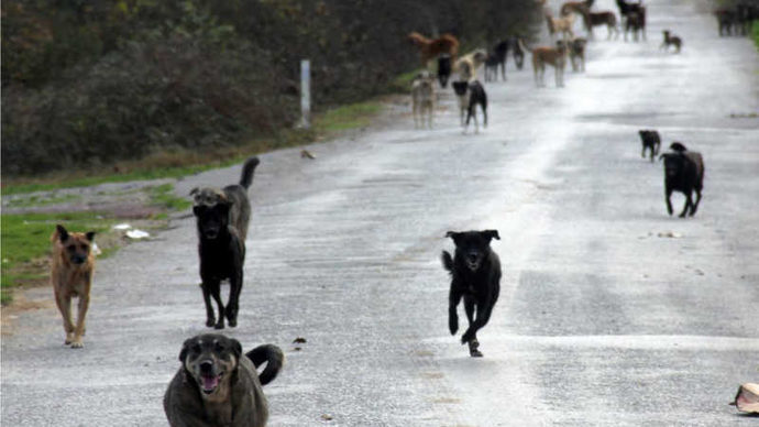 Siverekte sokaklar, çeteleşmiş köpeklerle doldu! Sizce meydana gelen olayda kim sorumlu?