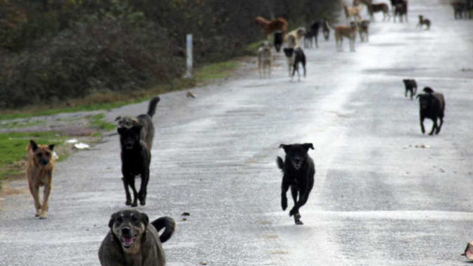 Siverek'te sokaklar, çeteleşmiş köpeklerle doldu! Sizce meydana gelen olayda kim sorumlu?