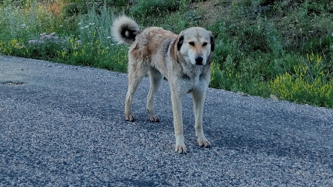 Köpekler insanları niçin takip eder?