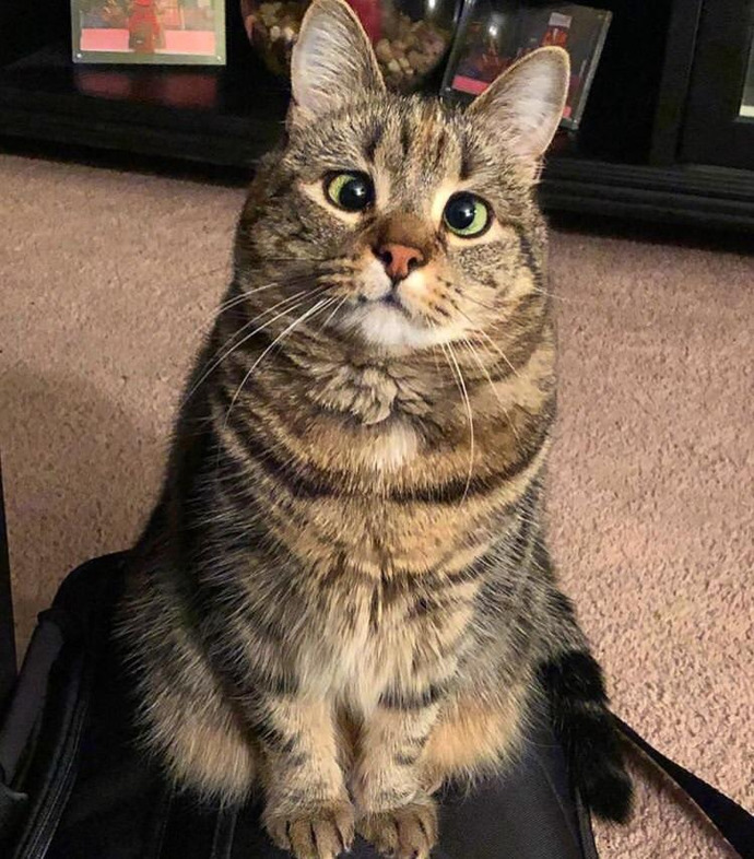 Kedi ırklarından favoriniz hangisi?