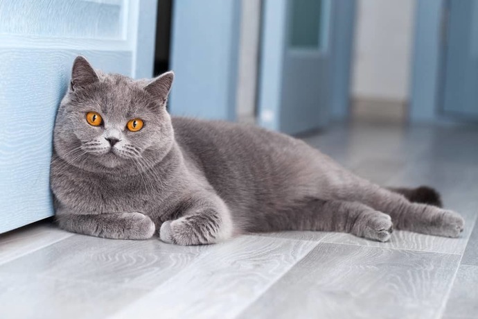 Kedi ırklarından favoriniz hangisi?