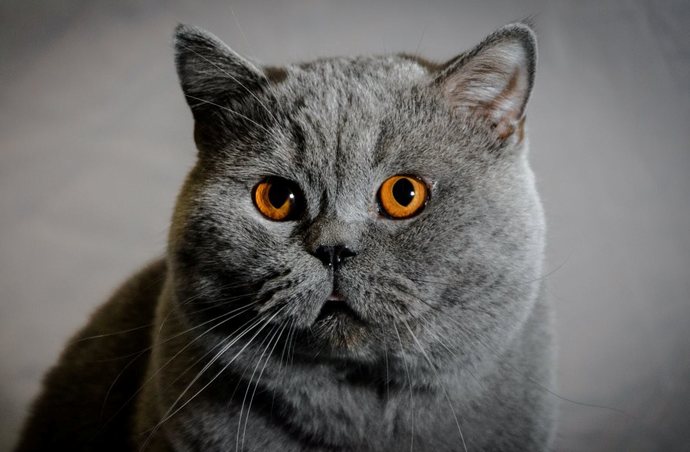 Kedi ırklarından favoriniz hangisi?