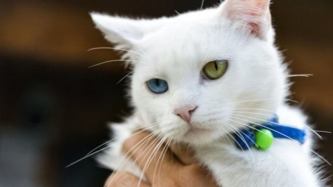Kedi ırklarından favoriniz hangisi?