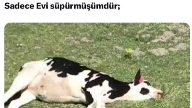 Ev işi yapmayı sever misiniz?