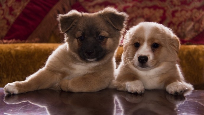 Kedi mi beslemek isterdiniz köpek mi?