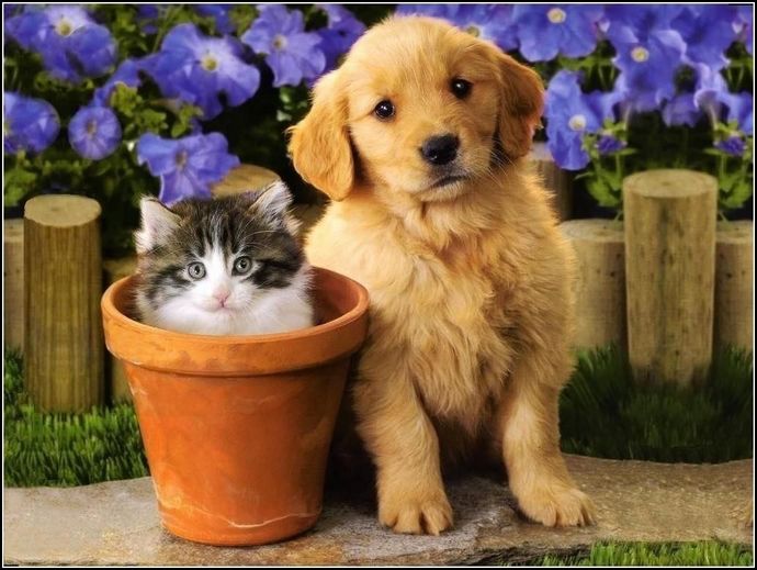 Kedi mi beslemek isterdiniz köpek mi?