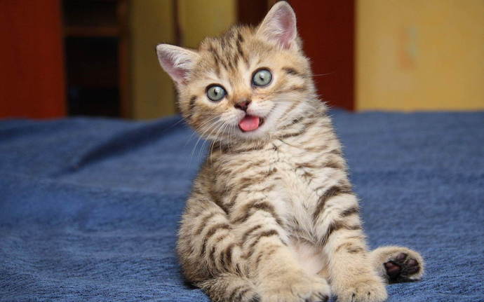 Kedi mi beslemek isterdiniz köpek mi?