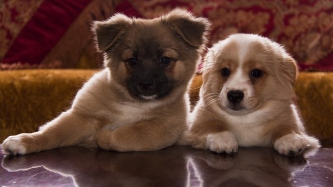 Kedi mi beslemek isterdiniz, köpek mi?