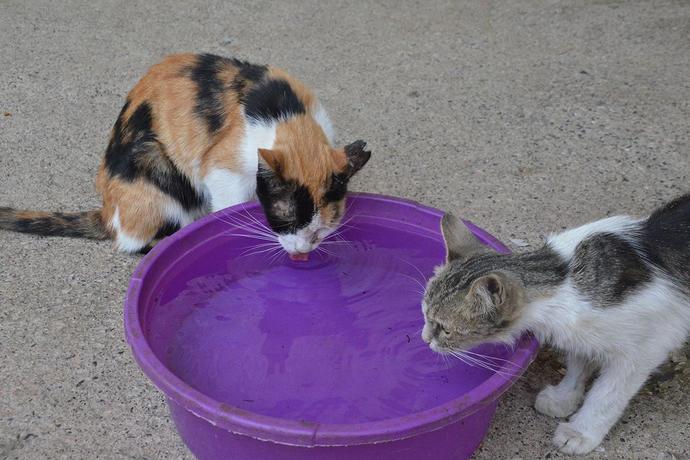 Bu sıcak havalarda kapınızın önüne hayvanlar için su koyuyor musunuz?