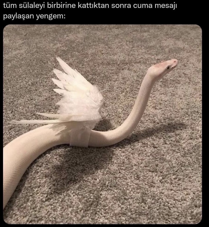 Sizin yengeleriniz nasıl?