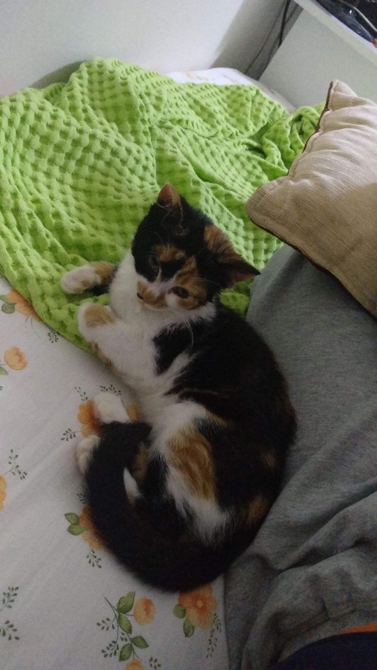 Dişi kedi için isim önerir misiniz?