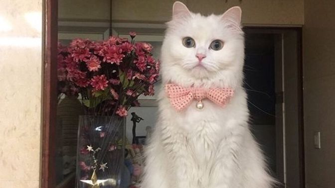 Dişi kedi için isim önerir misiniz?