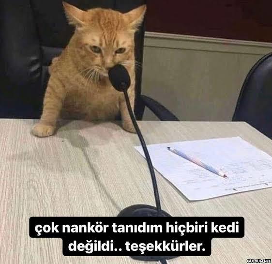 Kedici misiniz, köpekçi mi?