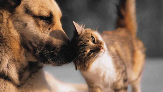 Kedici misiniz, köpekçi mi?