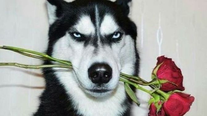 Köpek ırklarından favoriniz hangisi?