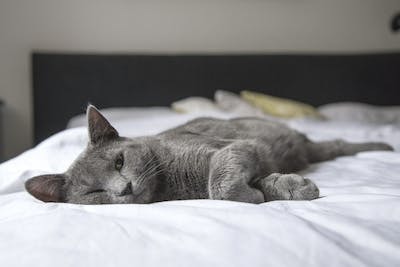 Kedi olan evler daha mı çabuk kirlenir?