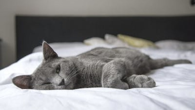 Kedi olan evler daha mı çabuk kirlenir?