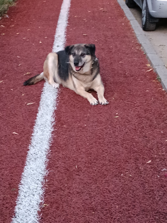 Köpekler neden saldırır bir anda?