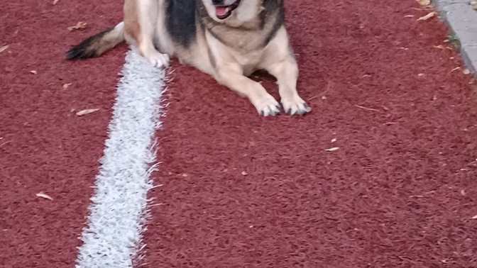 Köpekler neden saldırır bir anda?