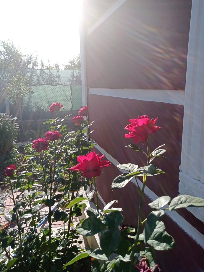 Papatya mi gül mü kim hangisini seviyor taze taze bahçeden?