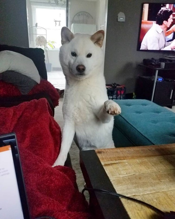Köpek almayı düşünüyor musunuz?