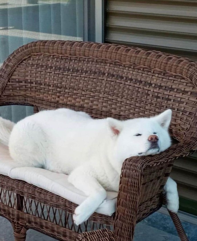 Köpek almayı düşünüyor musunuz?