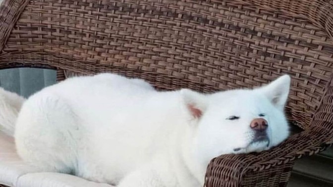 Köpek almayı düşünüyor musunuz?