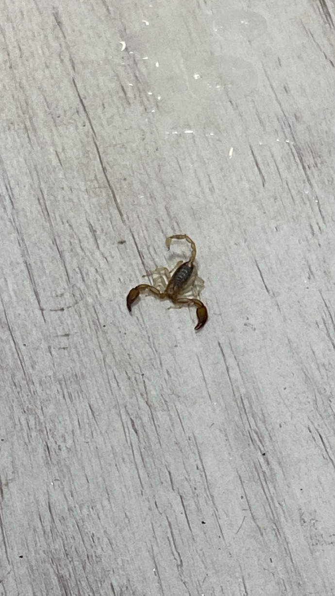 Ofisten böyle bir akrep çıktı, zehirli midir acaba?
