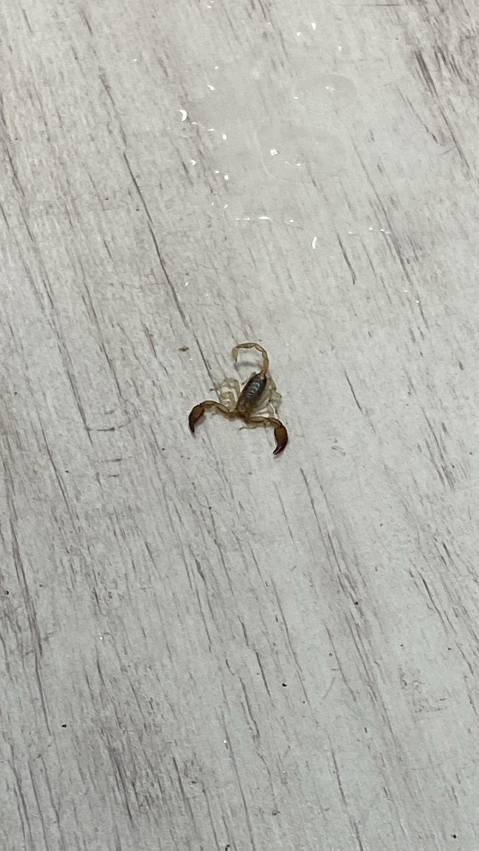 Ofisten böyle bir akrep çıktı, zehirli midir acaba?