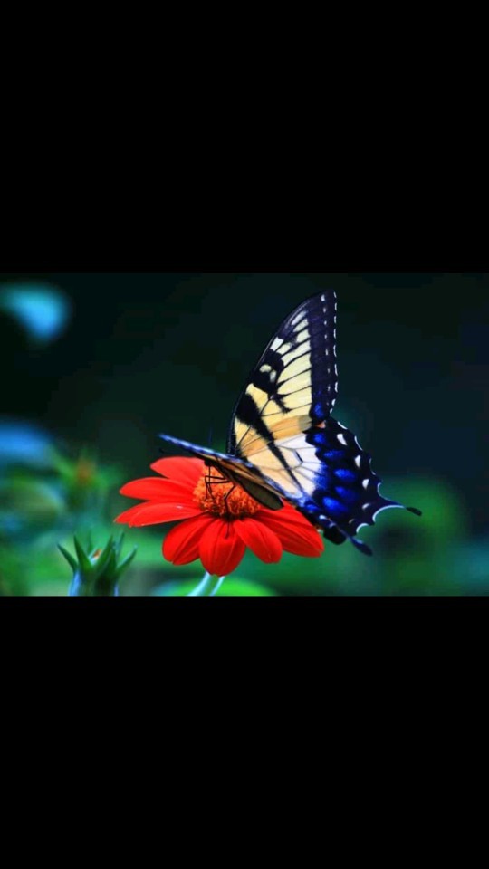 Kelebekleri sever misin🦋🌸?