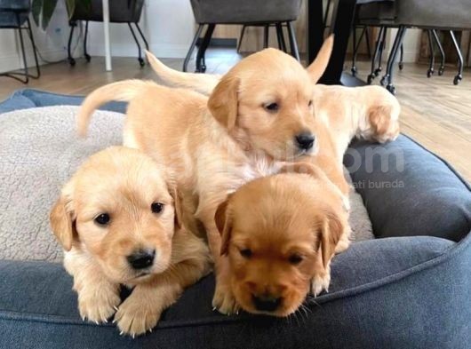 Sizce en tatlı köpek yavrusu hangisi?