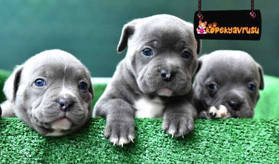 Sizce en tatlı köpek yavrusu hangisi?