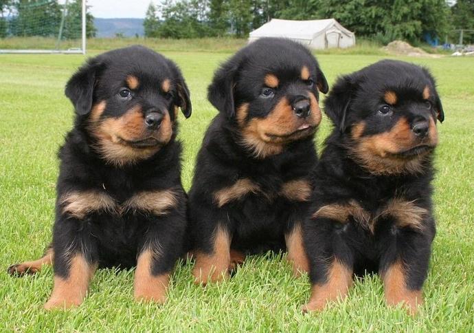 Sizce en tatlı köpek yavrusu hangisi?