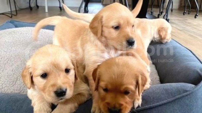 Sizce en tatlı köpek yavrusu hangisi?
