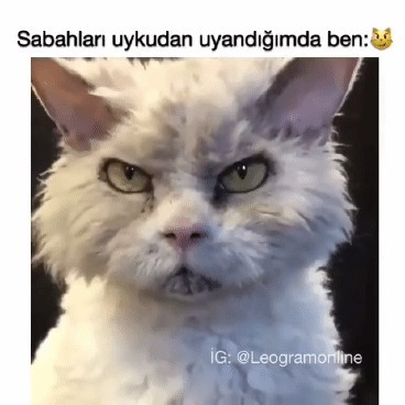 Sabahları nasıl uyanıyorsun💥?