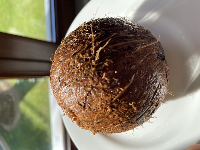 Kokonat ( hindistan cevizi 🥥 🌴 ) sever misin?